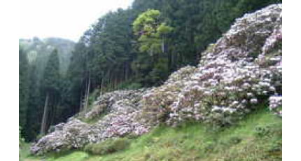 写真：しゃくなげ