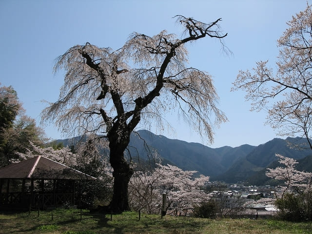 写真：しだれ桜