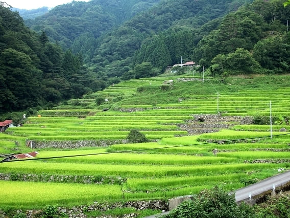 写真：棚田