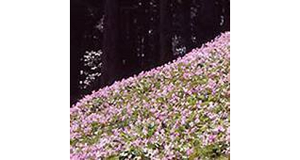 写真：カタクリの里