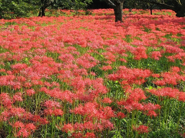 写真：ひがんばな