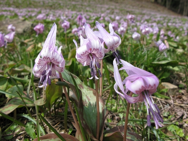 写真：カタクリ